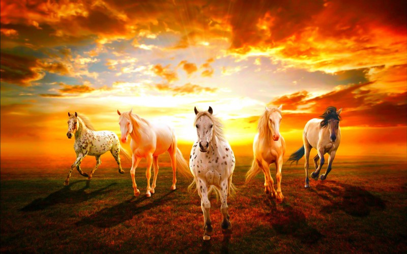 Horses-animals-34360440-1440-900